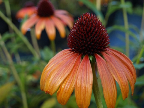 Jeżówka purpurowa (Echinacea purpurea) 